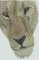 BFC0825 Lion Series-Lion-Resting in the Shade