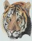 BFC0864 QIH-Tiger Tile
