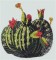 BFC0882 Colors of the West Window Series The Cactus