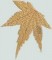 BFC0885 QIH-Autumn Leaves in the Round Times Two