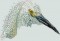 BFC0889 Portraits-Egrets and Herons
