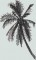 BFC0899 Window - Palm Sunset
