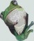 BFC0902 Frogs