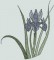 BFC0920 Botanical Print - Iris