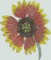 BFC0939 Texas Wildflowers I
