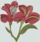BFC0948 Alstroemeria-Peruvian Lilies