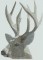 BFC0952 Window-A Majestic Buck in fading Sunlight