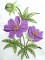 BFC0159 Summer Garden Revisited