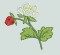 BFC0159 Summer Garden Revisited