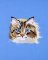BFC31304 Calico Cat Pocket Topper