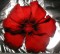 BFC0188 Lace Sculpture - Hibiscus