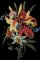 BFC1780 Large Bouquet featuring an Aztec Lily