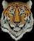 BFC30686 Two-Way Tiger