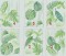 BFC1592 Backgrounds - Jungle Leaves