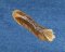 Calico Cat Tail