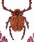 BFC2082 Insects with Flowers