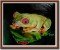BFC0902 Frogs