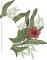 BFC1976 A Touch of William Morris - Poppies