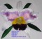 BFC0208 Lace Sculpture - Cattleya Orchid