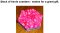 CCQ0389 - HOME 11 - Small