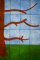 CCQ0477 - Applique Tree Quilt