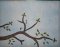 CCQ0528 - QI The Cherri Tree Branch Quilt