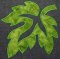 CCQ0572 - Applique Leaf 4 Sizes