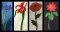 CCQ5121- READ Flowers Set 1