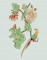 BFC0617 Shoulder Drapes - Floral Pheasant