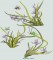 BFC0413 Floral Combos I