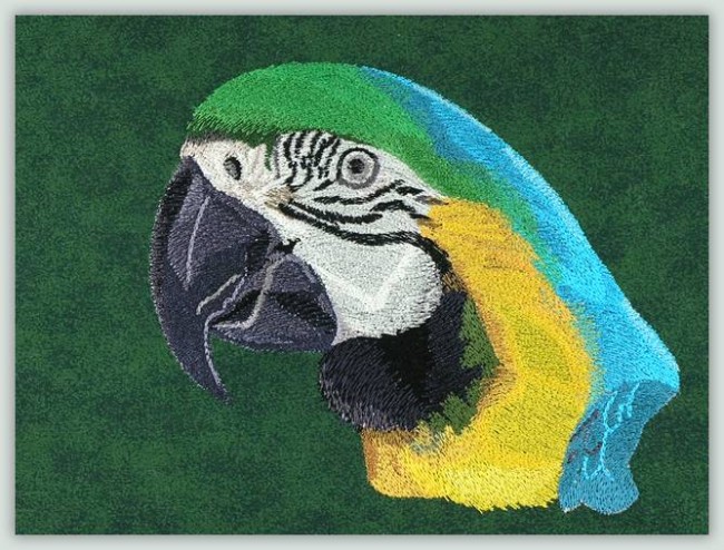 BFC1046 Three Parrot Portraits
