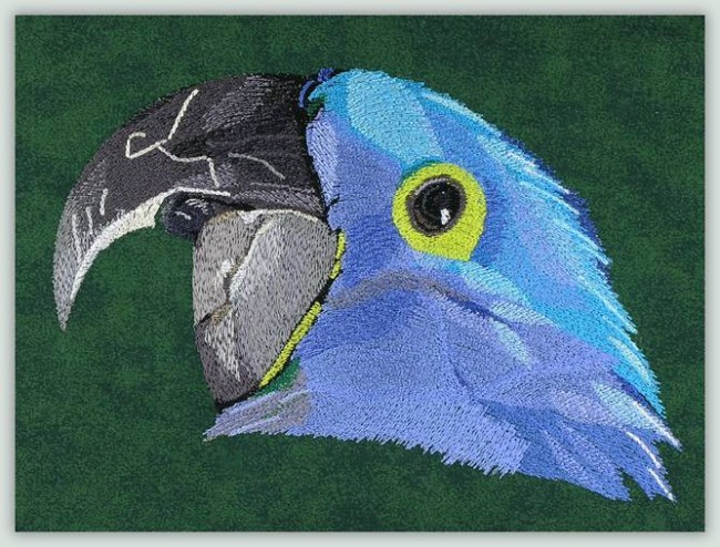 BFC1046 Three Parrot Portraits