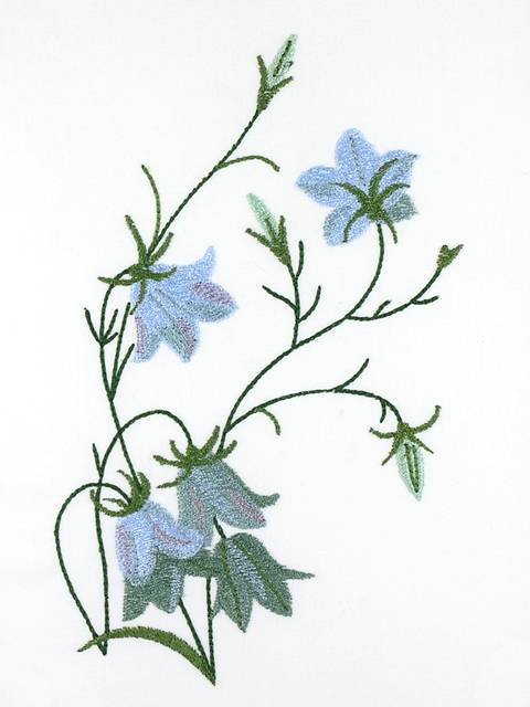 BFC1111 Wildflowers Etc.