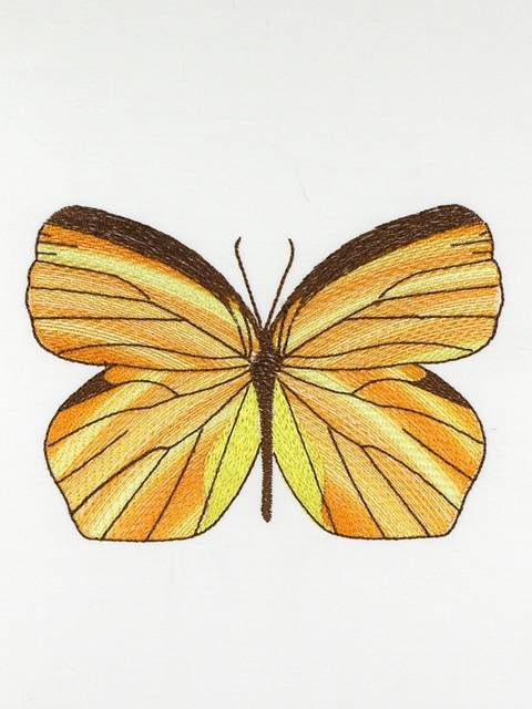 BFC1120 Variegated Fun Butterflies