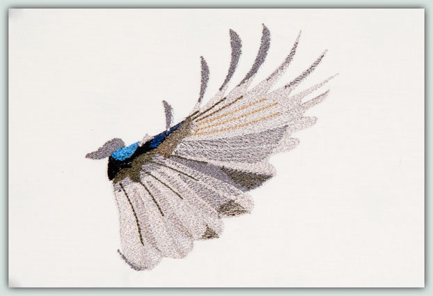 BFC1169 Large Formosan Magpie