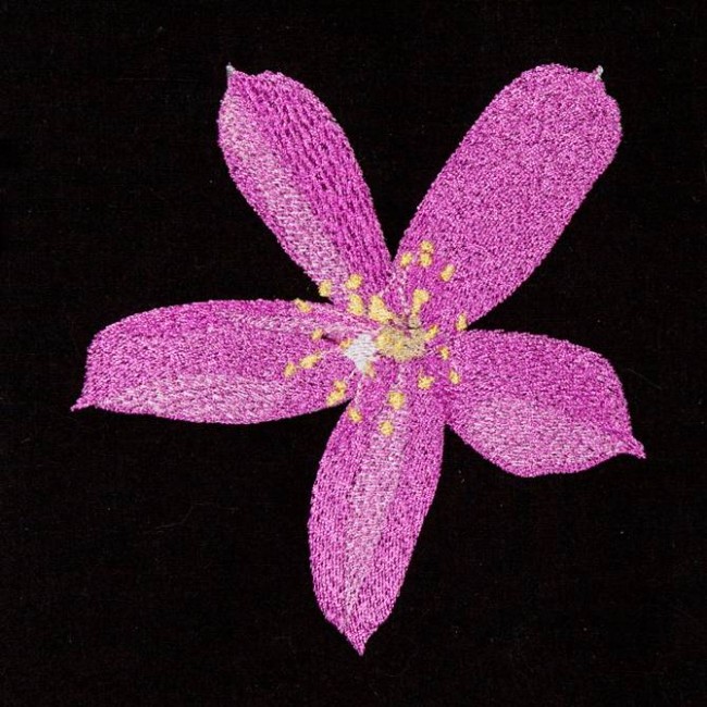 BFC1173 South African Flowers