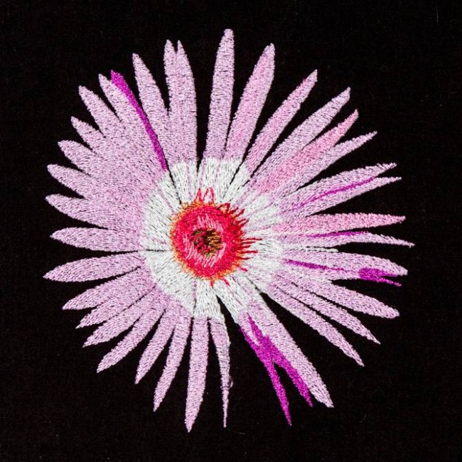 BFC1173 South African Flowers