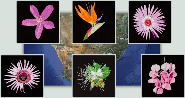 BFC1173 South African Flowers