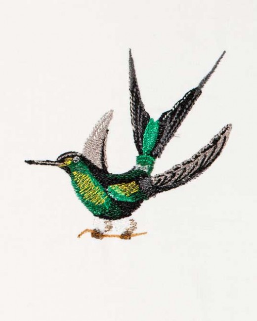 BFC1182 Large Haeckels Hummingbird Fantasy