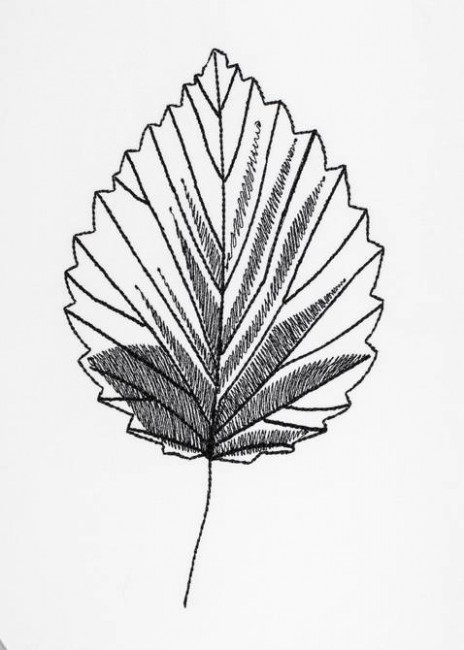 BFC1200 Autumn Blackwork Designs