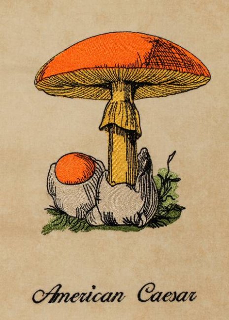 BFC1226 A Dozen Mushrooms 02