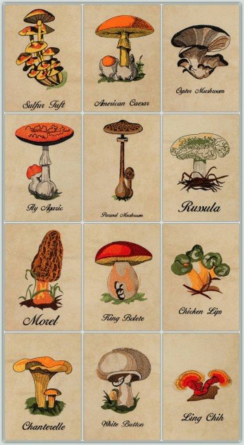 BFC20081 Mushroom combo
