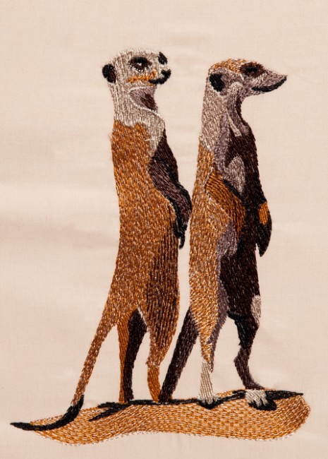 BFC1258 Meercats
