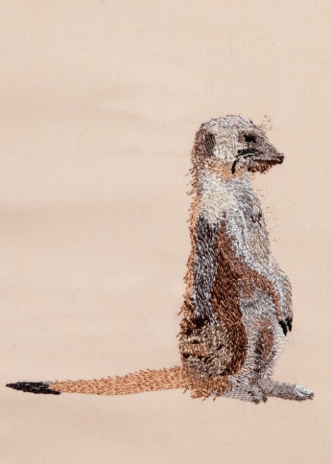 BFC1258 Meercats