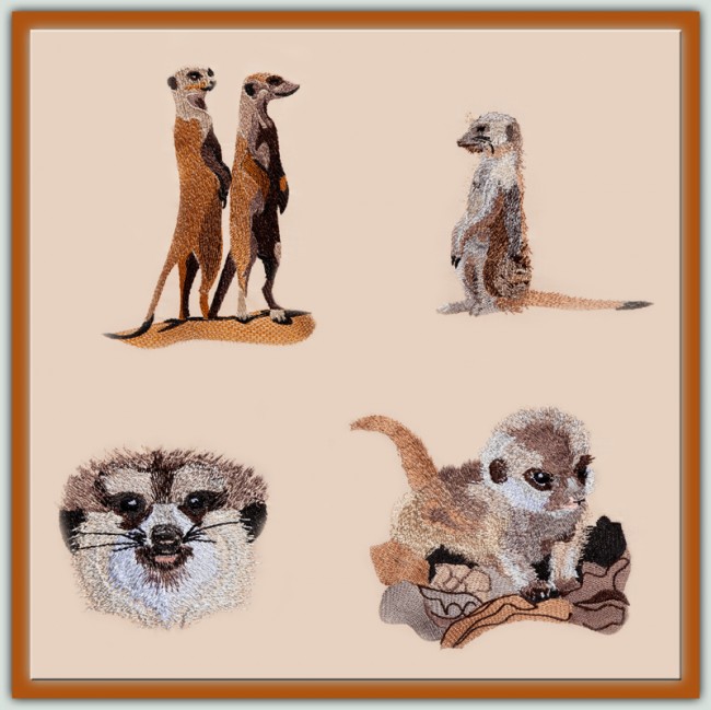 BFC1258 Meercats