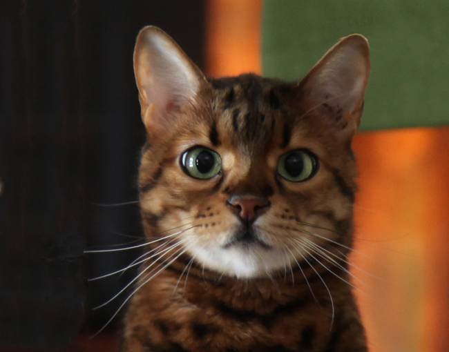 BFC1318 Hipster Felines Filled