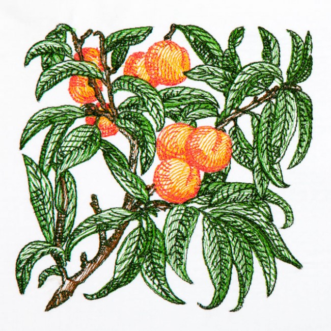 BFC1350 Botanical Fruit Woodcuts Quilt Blocks