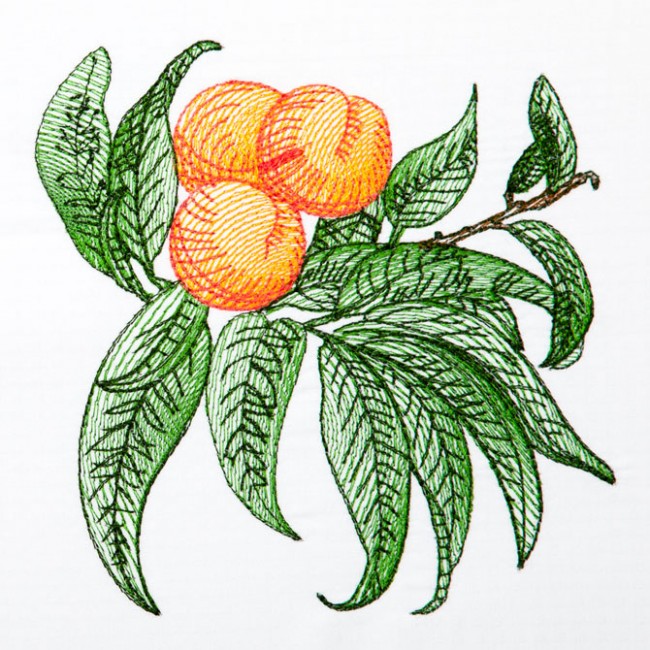BFC1350 Botanical Fruit Woodcuts Quilt Blocks