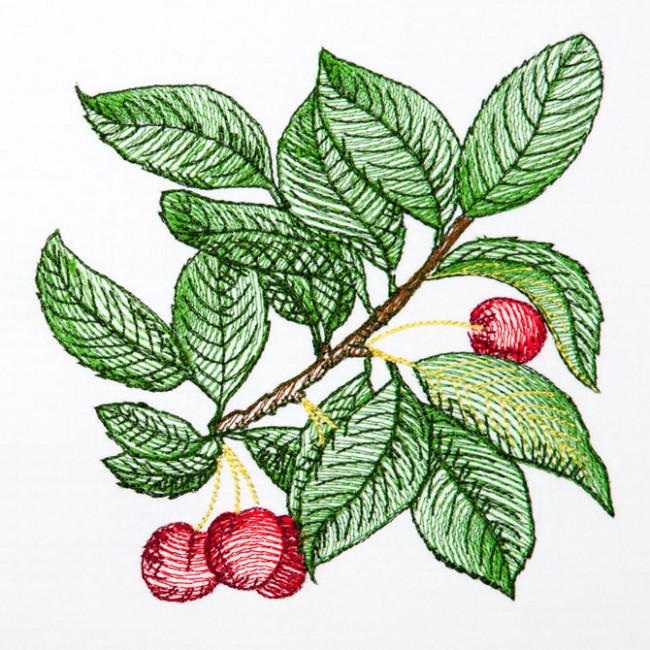BFC1350 Botanical Fruit Woodcuts Quilt Blocks