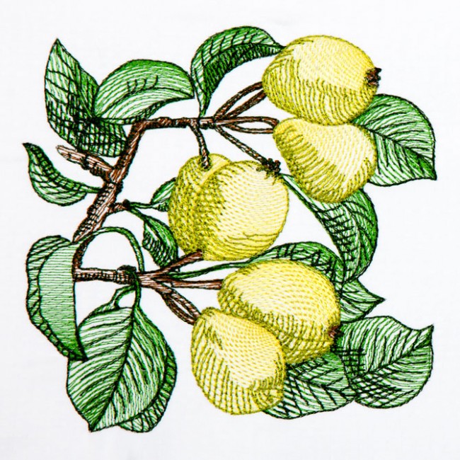 BFC1350 Botanical Fruit Woodcuts Quilt Blocks